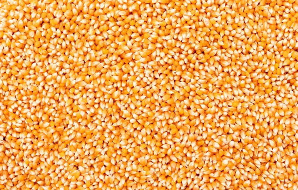 Texture, food, corn