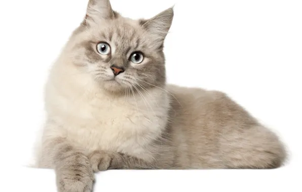 Картинка кошка, кот, белый фон