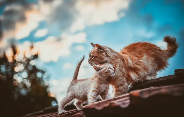 Крыша, кошка, небо, облака, кошки, поза, синева, котенок