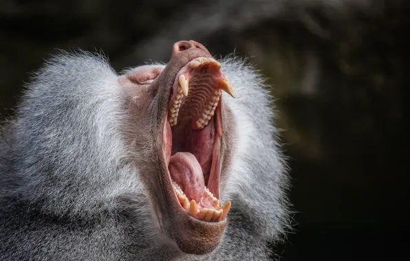 Картинка monkey, scream, tongue, teeth
