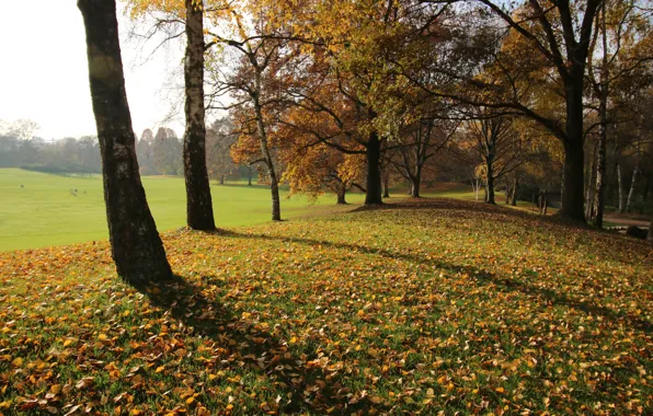 Картинка деревья, листва, Осень, листопад, trees, leaves, fall, аutumn