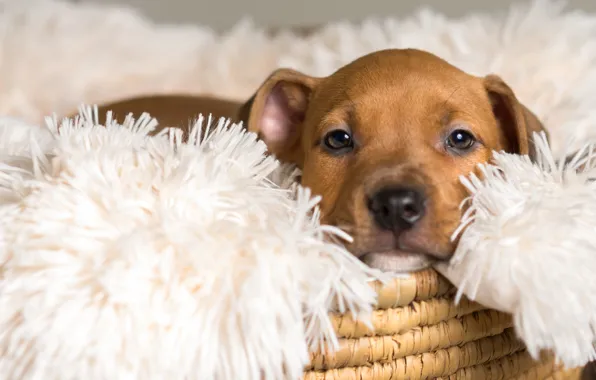 Puppy, look, bed
