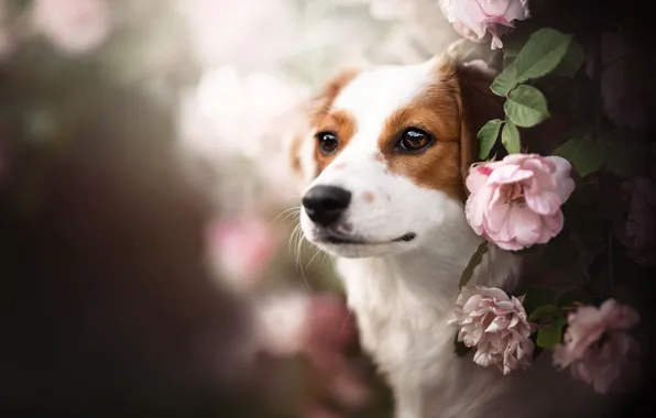 Взгляд, морда, цветы, собака, боке, Коикерхондье