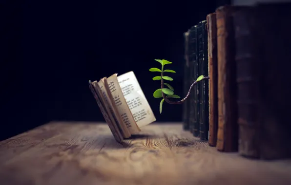 Росток, книги, знания