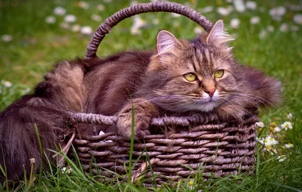 Кошка, кот, поляна, лежит, корзинка