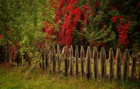 Картинка осень, деревья, забор