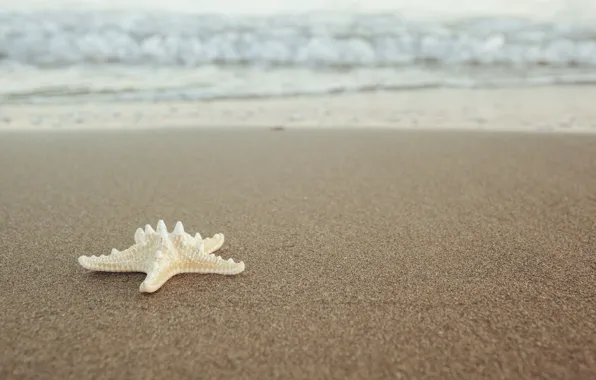 Картинка песок, море, пляж, звезда, summer, beach, sea, морская