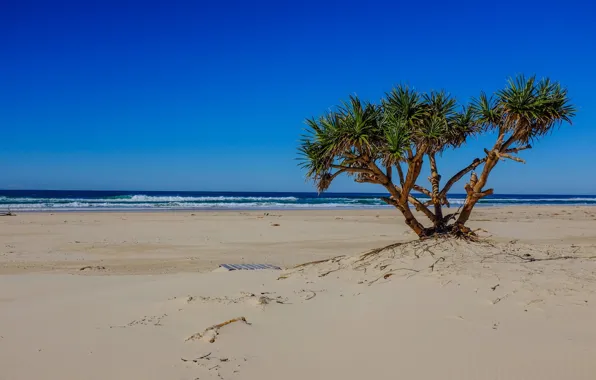 Картинка песок, волны, дерево, океан, Пляж