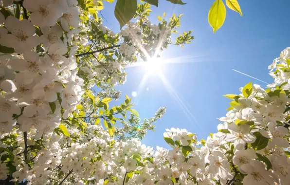 Фото Солнце цветы, более 98 качественных бесплатных стоковых фото
