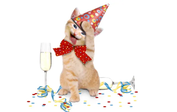 Картинка котенок, животное, праздник, шампанское, бант