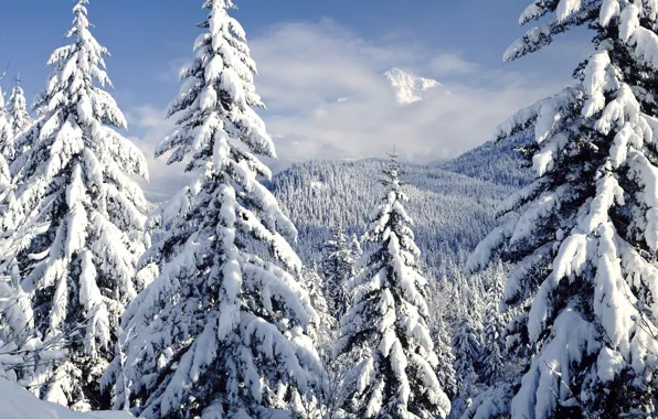 Картинка зима, лес, природа, елки
