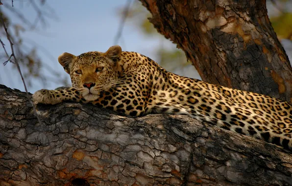 Кошка, дерево, отдых, леопард