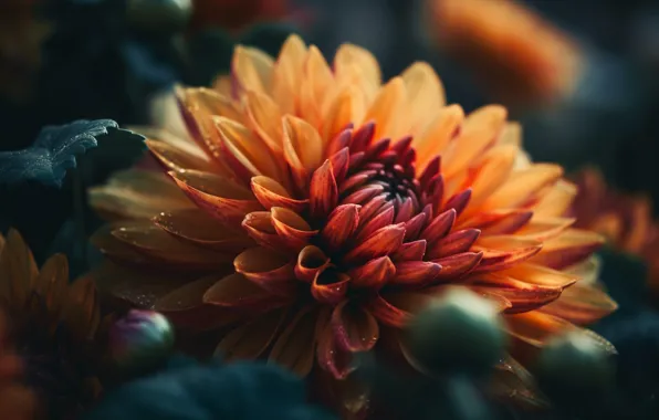 Картинка цветок, макро, свет, цветы, оранжевая, георгина, боке, композиция