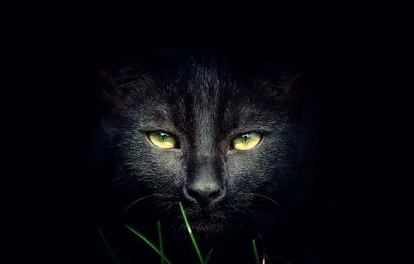 Картинка кошка, фон, чёрная, травинки