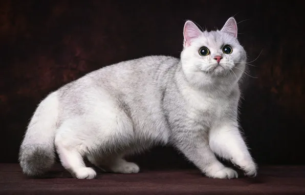 Кошка, темный фон, белая, фотоарт, манчкин