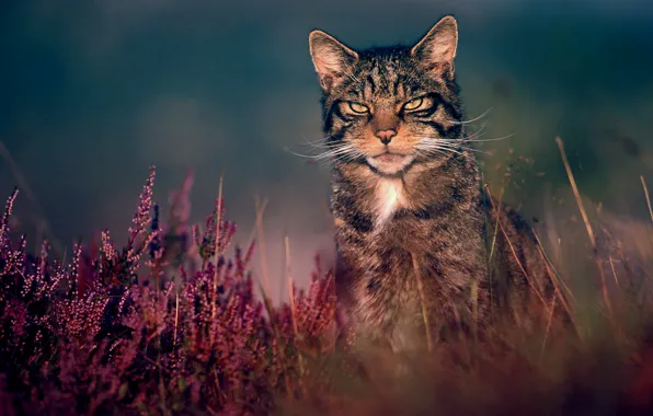 Картинка трава, природа, лесной кот, дикий кот