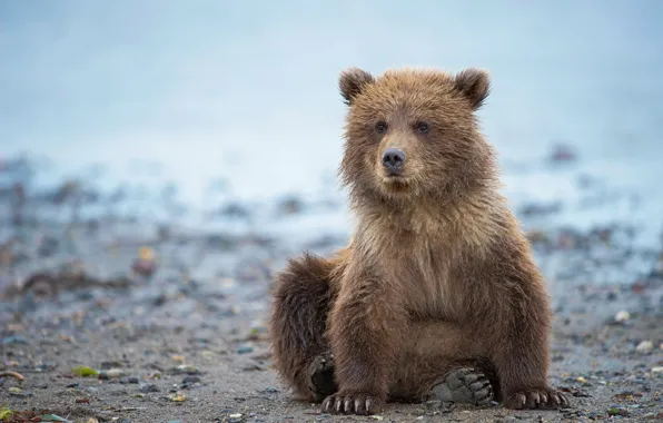 Картинка Аляска, мишка, медвежонок