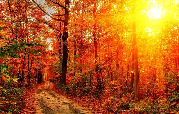 Картинка дорога, осень, лес, лучи, свет, деревья