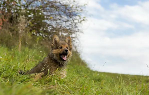 Взгляд, фон, собака