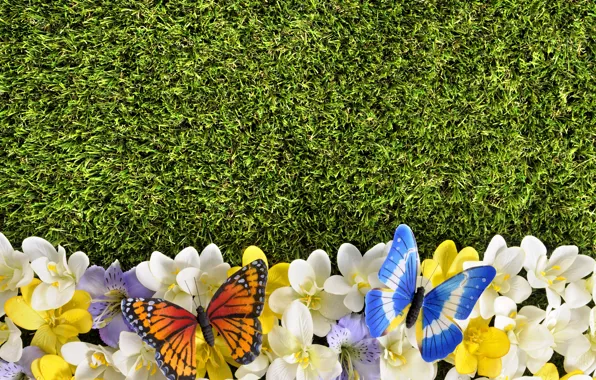 Бабочки, цветы, газон, весна, grass, травка, flowers, spring