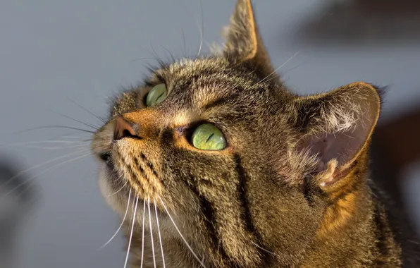 Картинка кошка, кот, взгляд, серый, полосатый