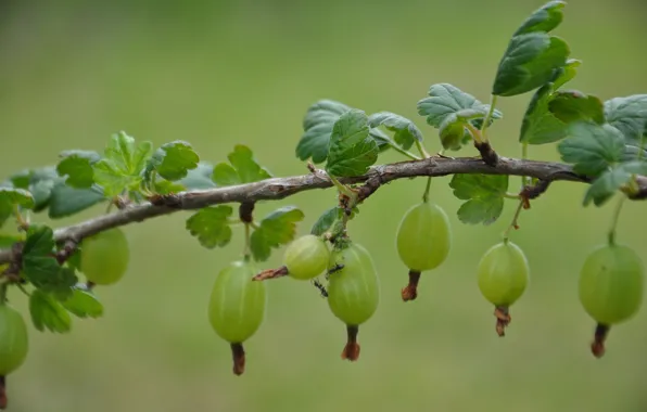 Зелень, макро, зеленый, ягоды, куст, ягода, плоды, крыжовник