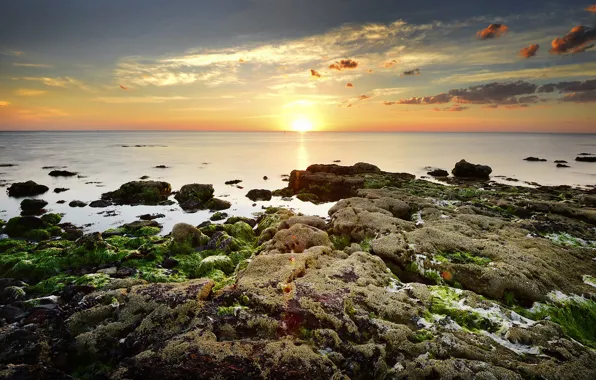 Картинка море, солнце, водоросли, камни, рассвет, горизонт