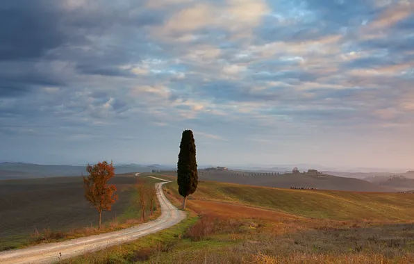 Дорога, поле, дерево, Tuscany