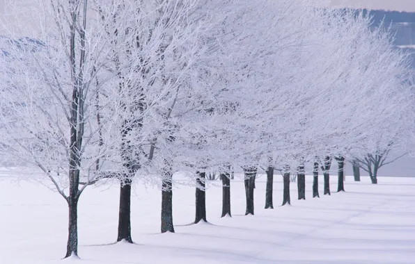 Картинка trees, landscape, winter, snow, snowy trees