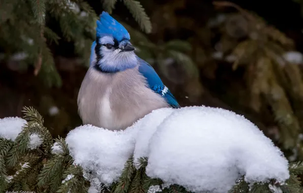 Картинка снег, птица, Голубая сойка