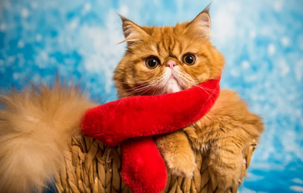 Кошка, кот, взгляд, красный, поза, портрет, шарф, рыжий