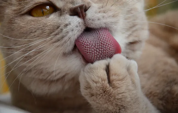 Картинка язык, кошка, усы, лапа, котэ, моется