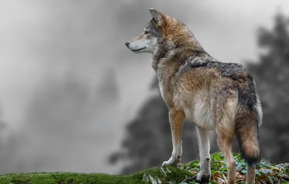 Nature, face, animal, wolf, wildlife, head, fur, mammal