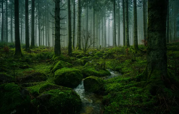 Картинка лес, вода, деревья, природа, туман, ручей, камни, мох