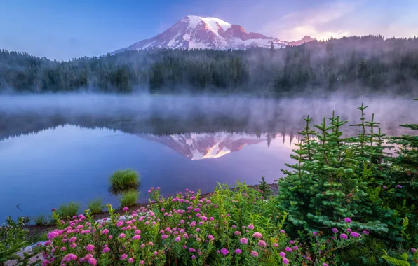 Картинка лес, цветы, туман, озеро, отражение, рассвет, гора, утро