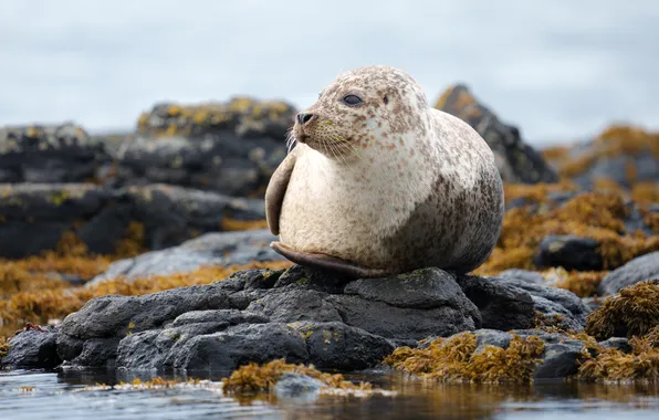 Seal, rocks, looking