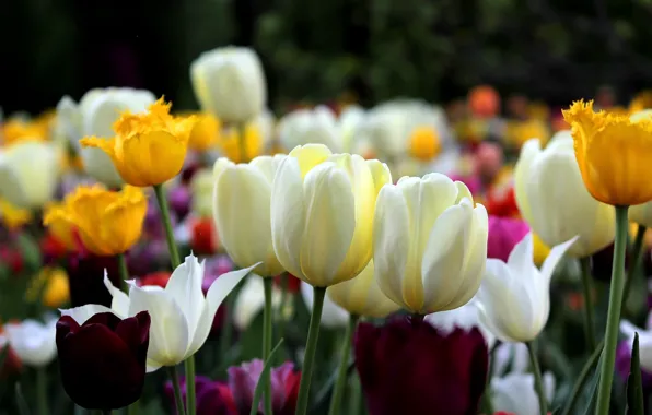 Картинка Весна, Тюльпаны, Spring, Tulips, White tulips, Белые тюльпаны