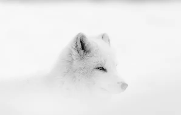 Fox, winter, fog