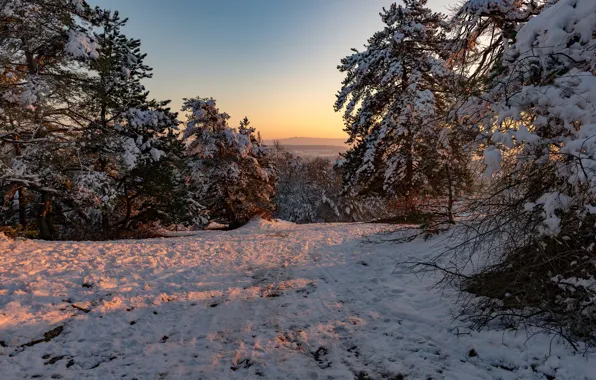 Зима, снег, деревья, природа, утро