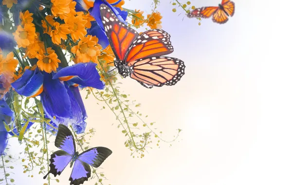 Картинка бабочки, цветы, хризантемы, ирис
