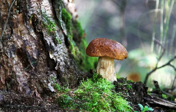 Картинка лес, лето, природа, грибы