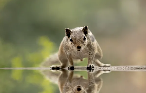 Взгляд, вода, water, размытый фон, грызун, look, rodent, blurred background