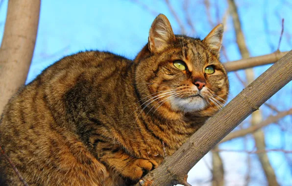 Картинка кошка, фон, зеленые глаза, пушистая кошка, кот обои, кошка на дереве, кошка сама по себе, …