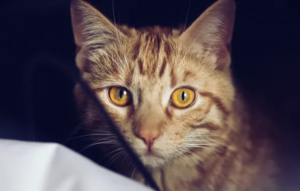 Картинка кошка, глаза, кот, шерсть, рыжий
