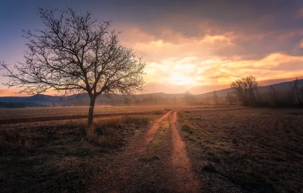 Дорога, поле, туман, дерево, Испания, La Mancha