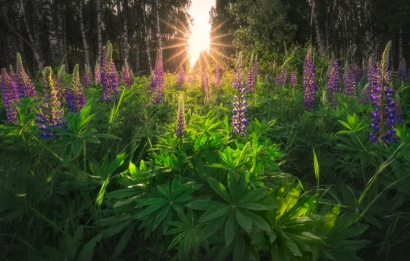 Картинка солнце, луг, люпины