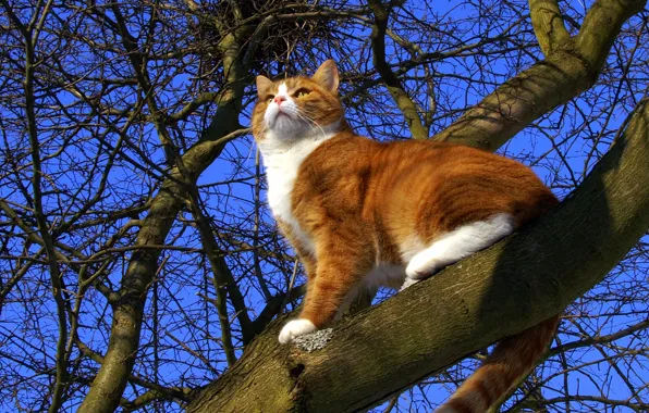 Кошка, небо, кот, дерево, весна, рыжая, пушистик, cat