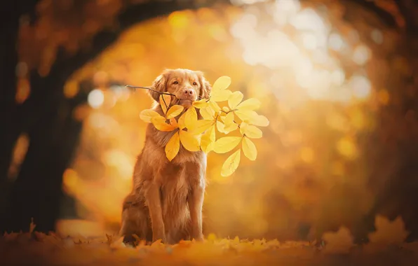 Картинка осень, листья, собака, ветка, боке, Новошотландский ретривер