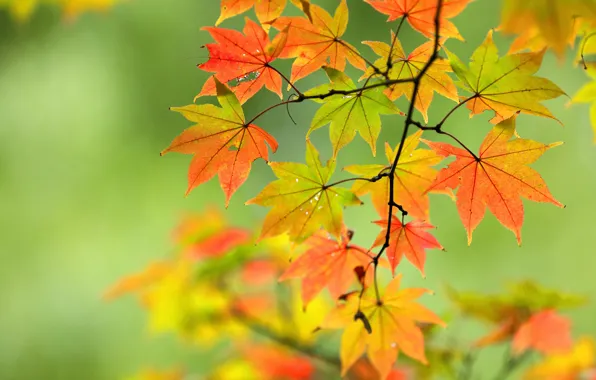 Осень, листья, ветка, клён, боке