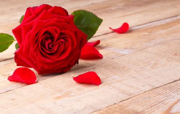 Картинка розы, лепестки, красная роза, flowers, romantic, roses